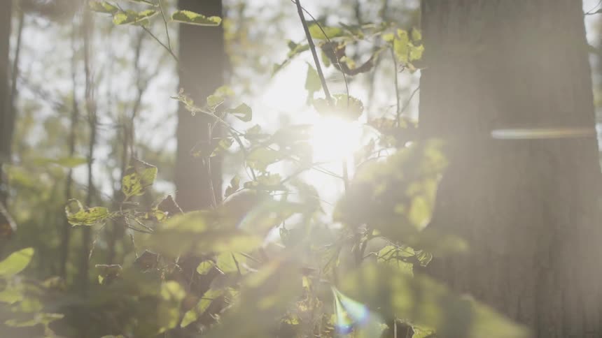 A view into the forest