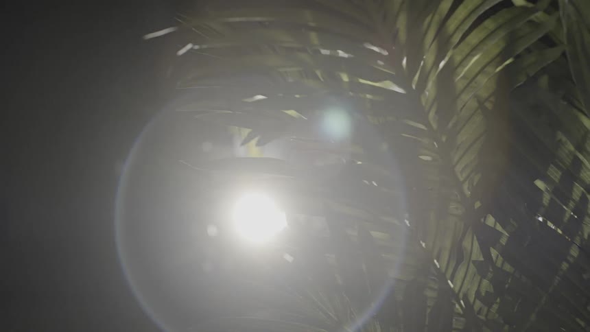 Light shines through palm fronds