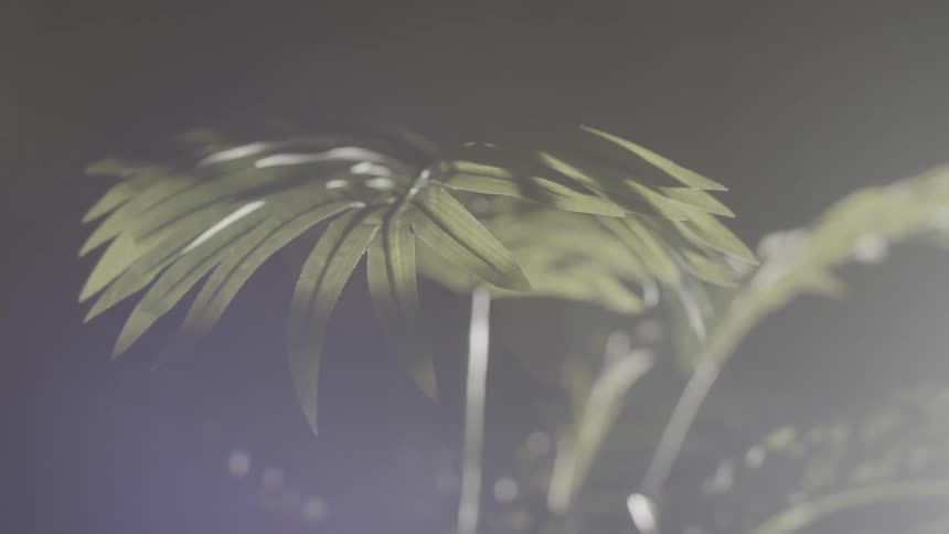 A plant in a dark room