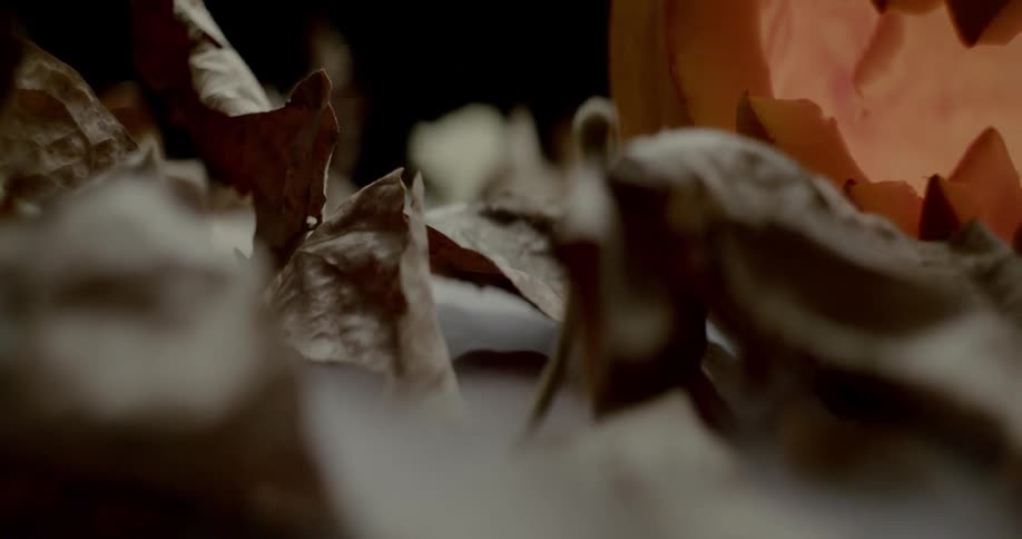 Fog rolls across leaves and pumpkin lantern