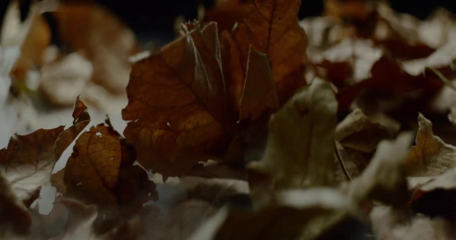 A dry fall leaf lands on others while smoke drifts over them