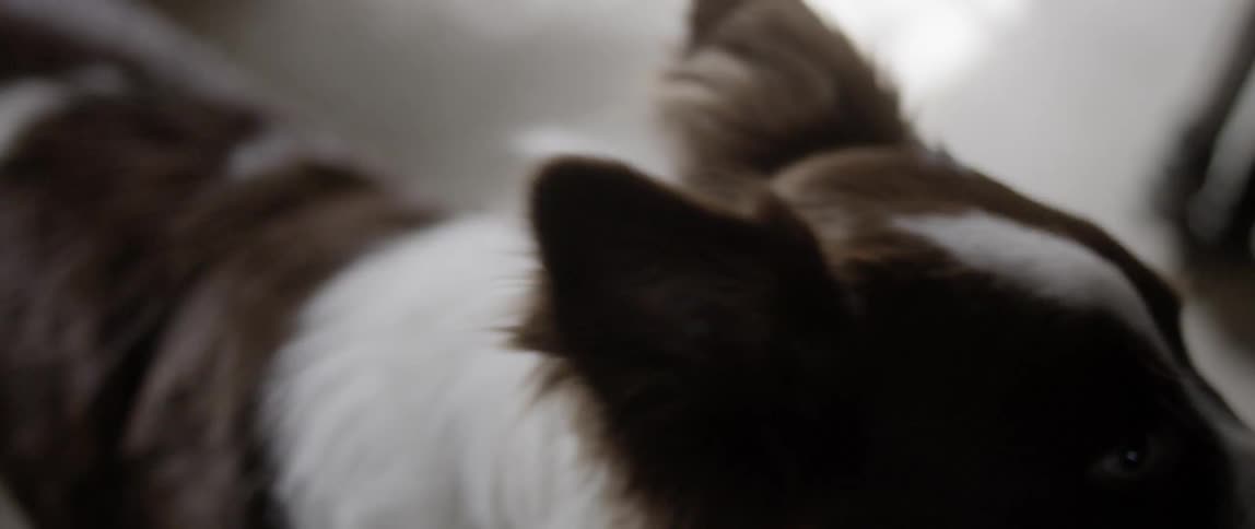 A dog looks into a the camera and goes away