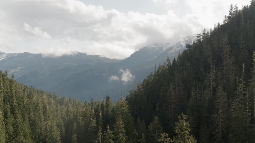 A mountain range covered in a pine forest during the day