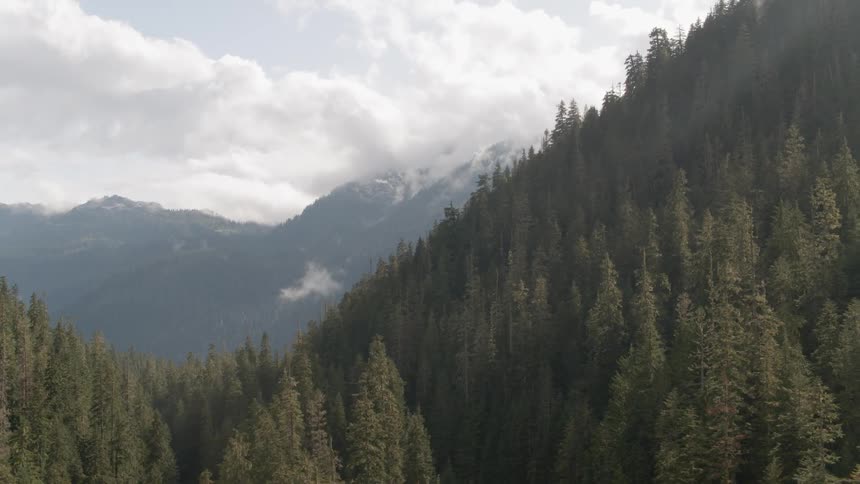 A forest grows on the steep side of a mountain