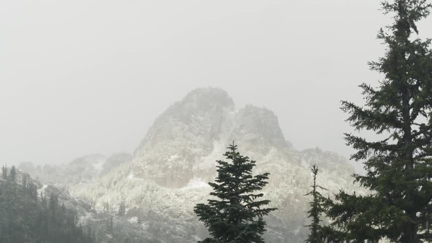 The trees are rising upward toward the mountains