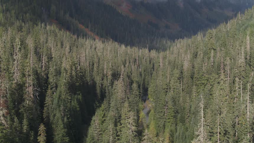 An enormous forest filled with tall evergreen trees both the valleys and the mountains that surround them