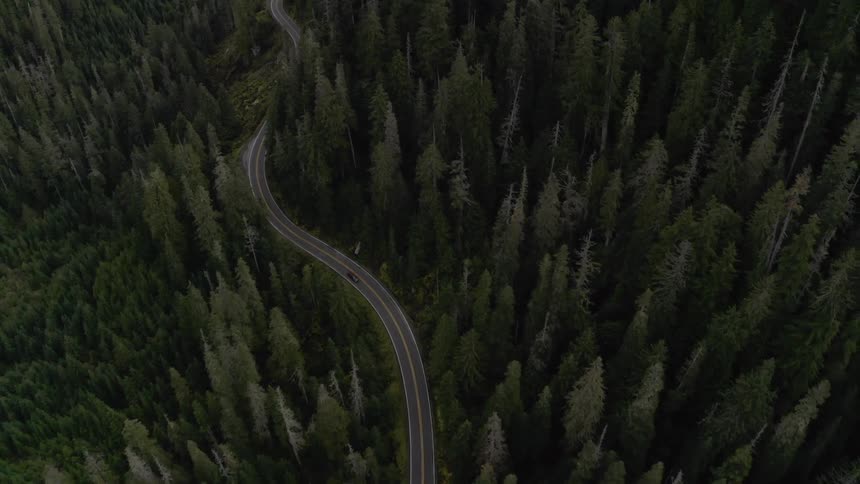 A road winds through a deep forest