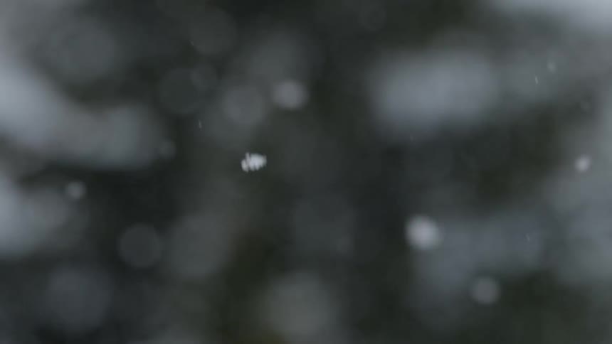 Snowflakes slowly drift down through the air