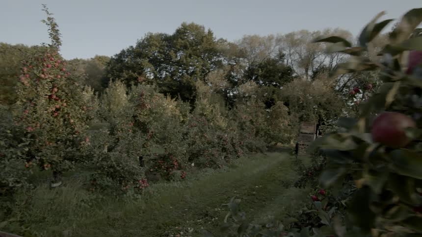 Apples grow in an orchard