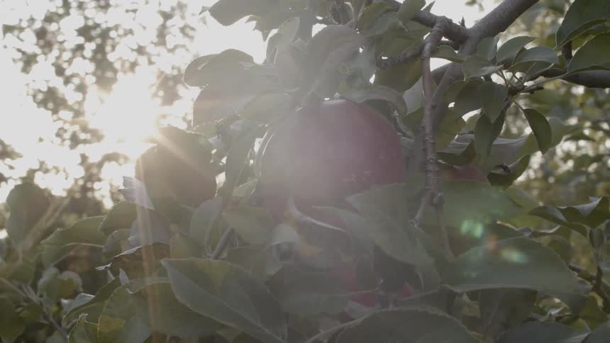 Sunlight shines on apples growing on a tree branch in an orchard