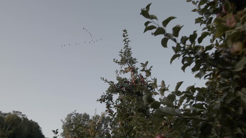Birds in a vee formation fly above an apple orchard