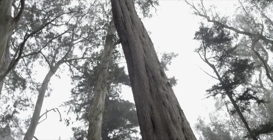 A very large tree with a twisted trunk