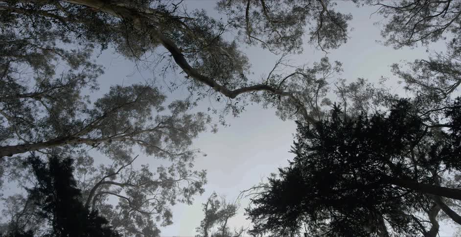 Worms eye view of the sky and trees