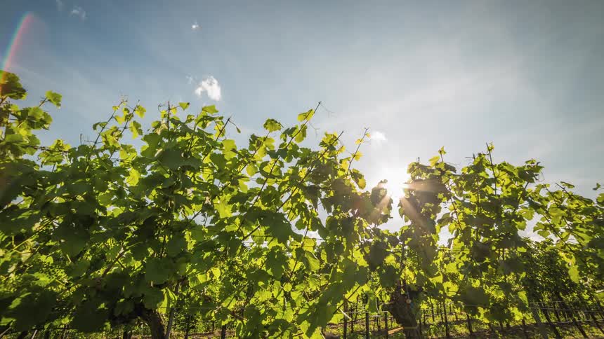 A vineyard with the sky and the sun in the background