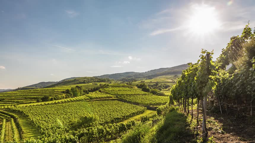 Time lapse of a vineyard on a clear sunny day