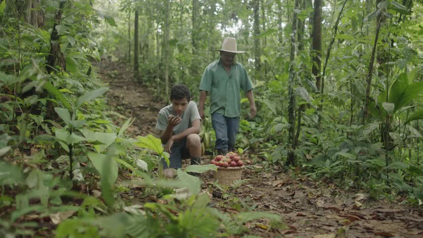 Two men are picking fruit