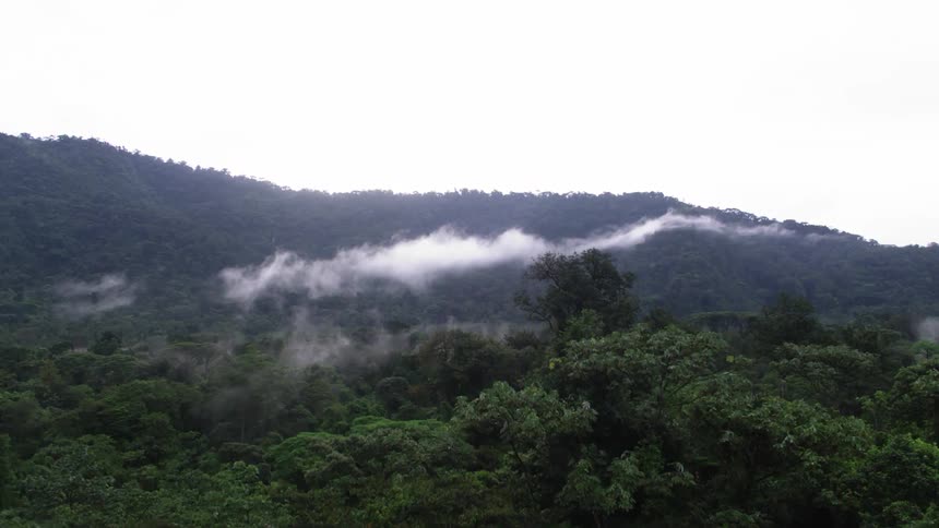 Treetops covered in fog