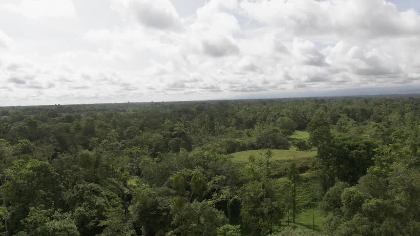 Clouds drift above a forest