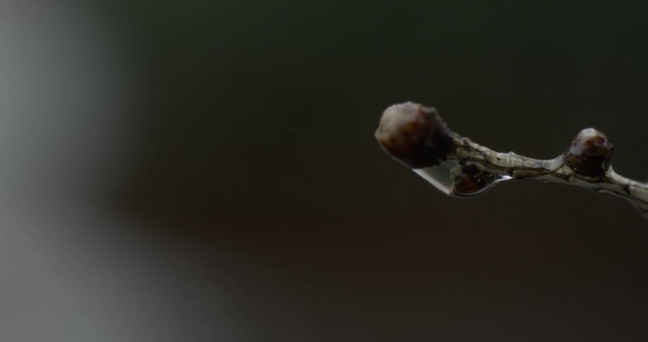 A drop of water on a plant bud