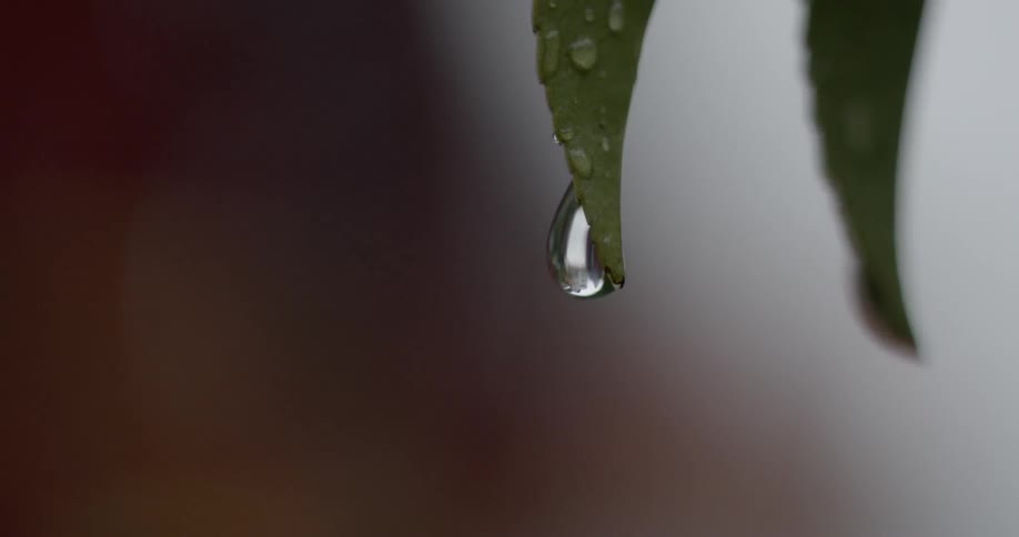 Extreme close up of a drop of water on a green leaf