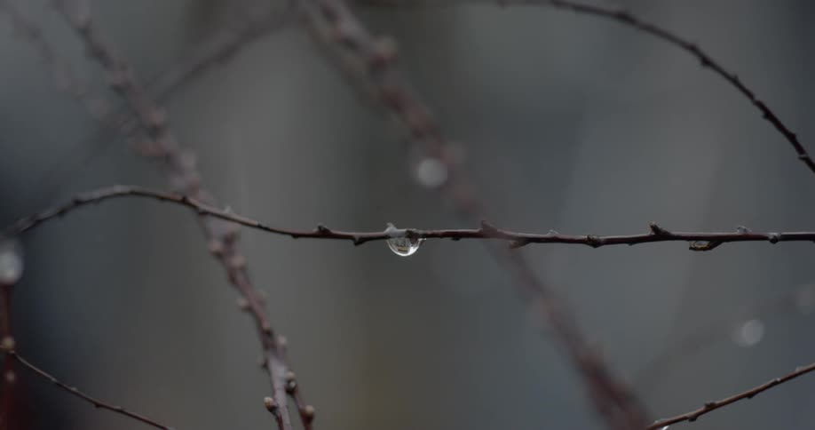 Rain falls and a drop of rain sits on a branch