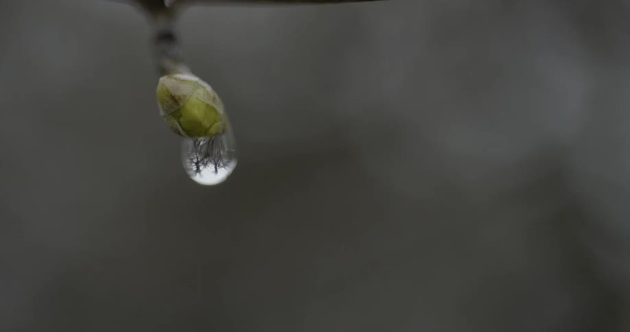 A raindrop on a seed