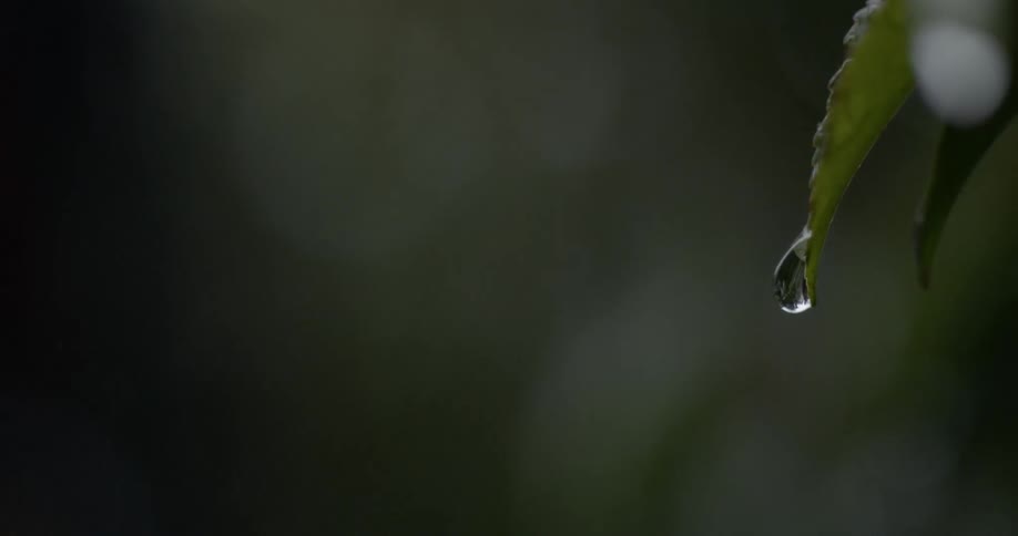A water droplet clings to a green leaf during a rainstorm