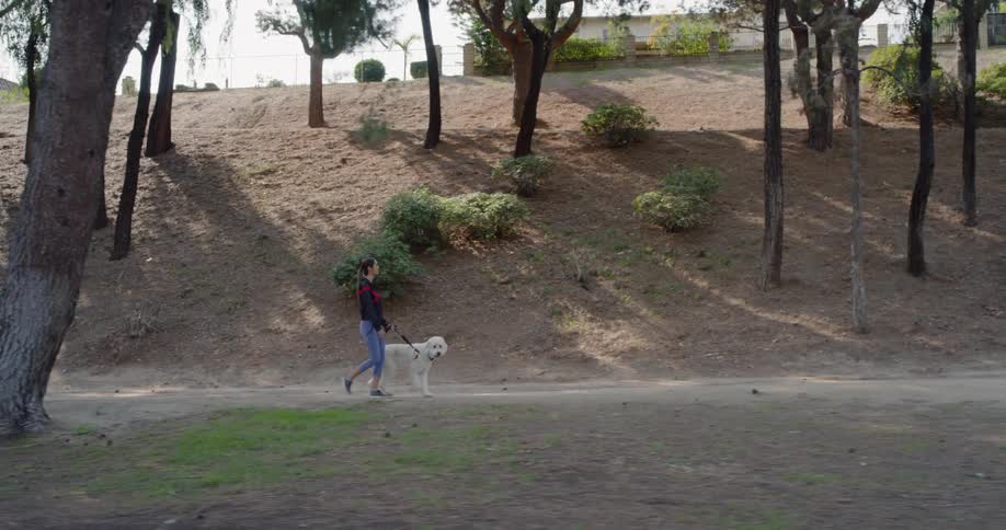 A woman walks a dog along a path in a forest