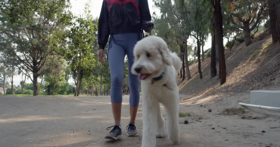 A woman walks a dog