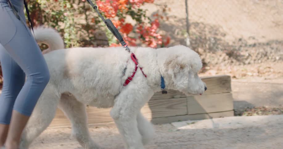 Afemale is walking big white fluffy dog wearing a harness on a sidewalk near the fence that ends at a dirt trail