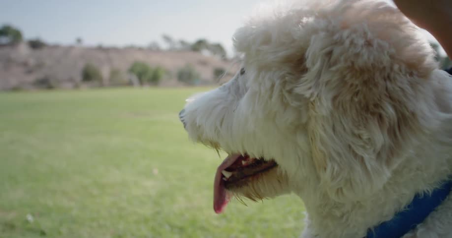A fluffy dog is being groomed by a dog groomer while sitting in a grassy open field