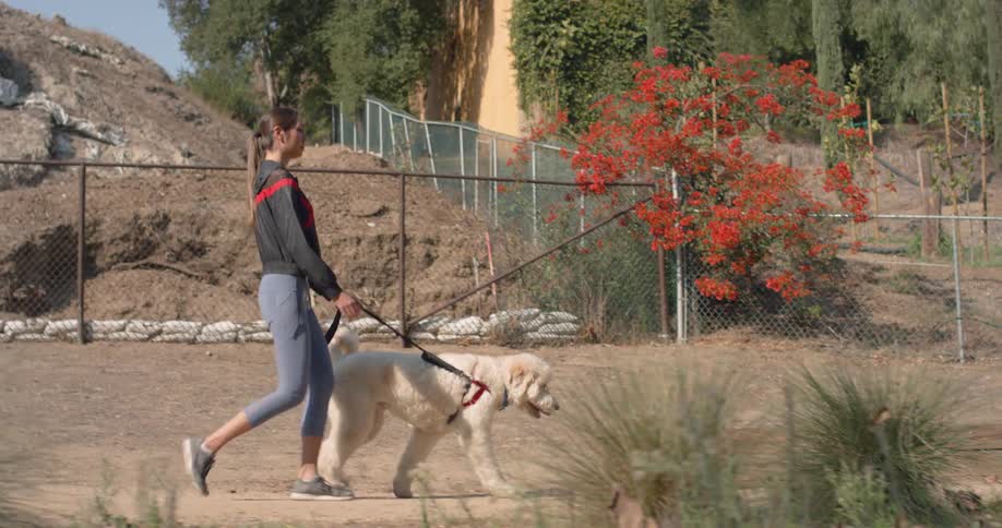 A woman walking a dog