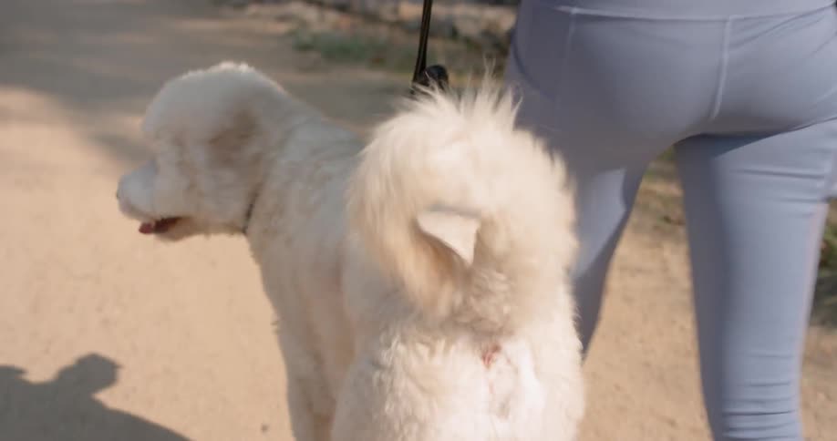 A woman is walking a dog outdoors