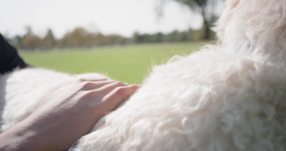 A person pets a white fluffy dog