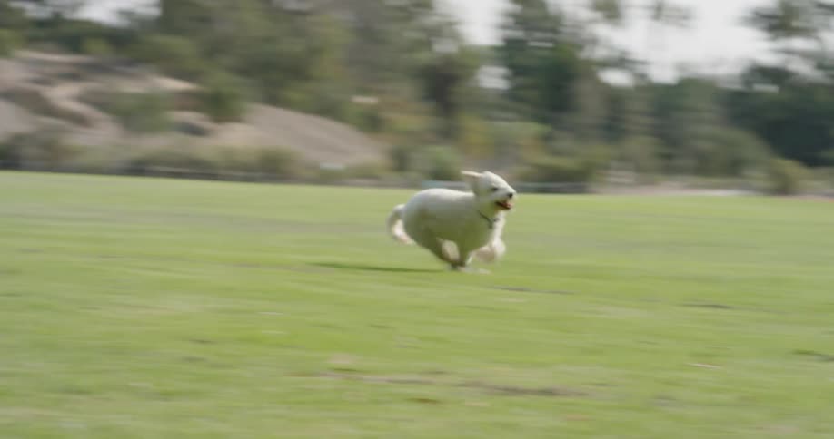 A young woman plays with her dog on an open field during the day