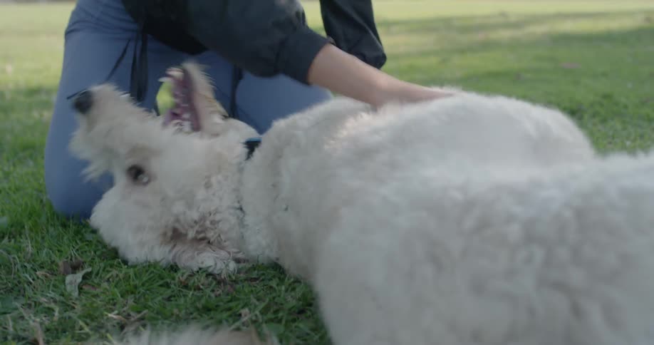 A woman plays with a white poodle in a park