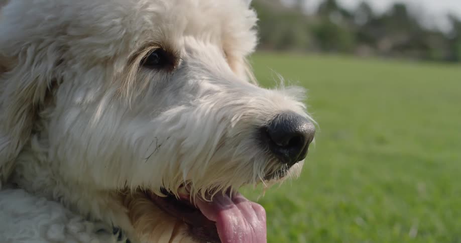 A dog sits in the grass panting as the wind blows his white fur