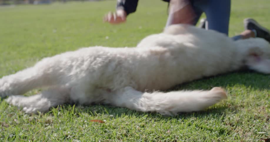 A young woman plays with her dog