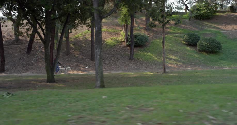 Woman walks the dog on a forest road