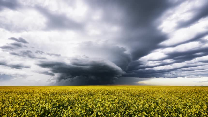 Clouds move above the field of yellow flowers