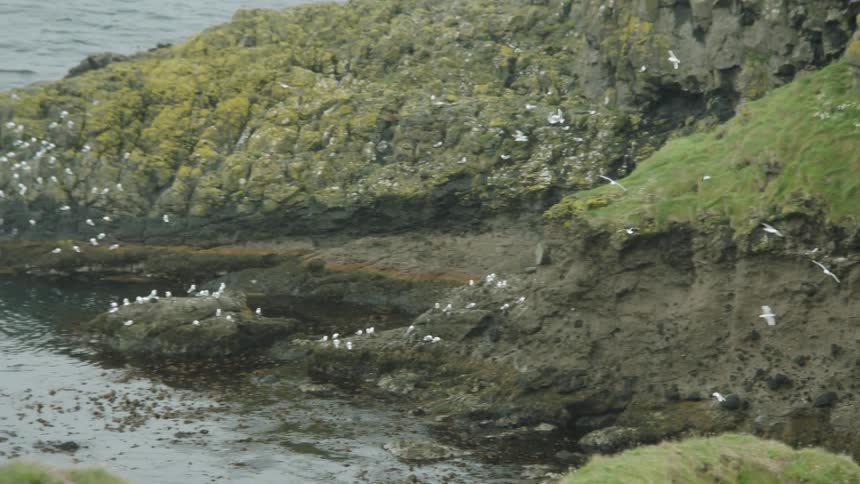 Dozens of white birds fly above and rest on a promontory in the ocean