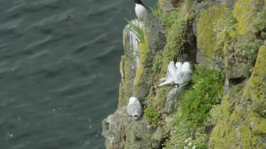 Multiple birds sit on a rocky cliff and fly around it