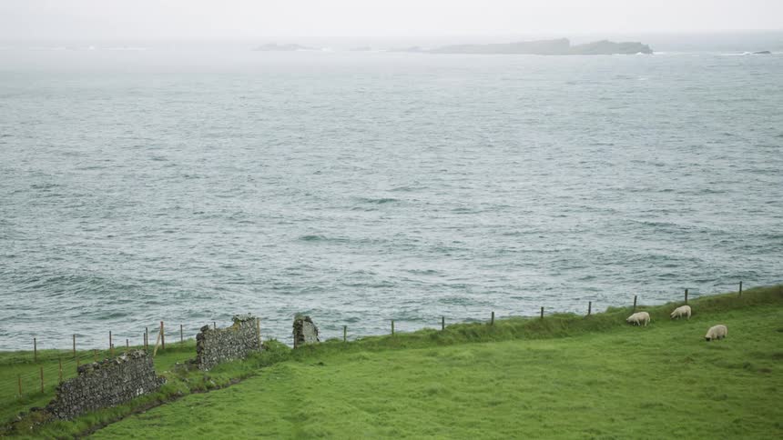 Sheep eat next to the ocean