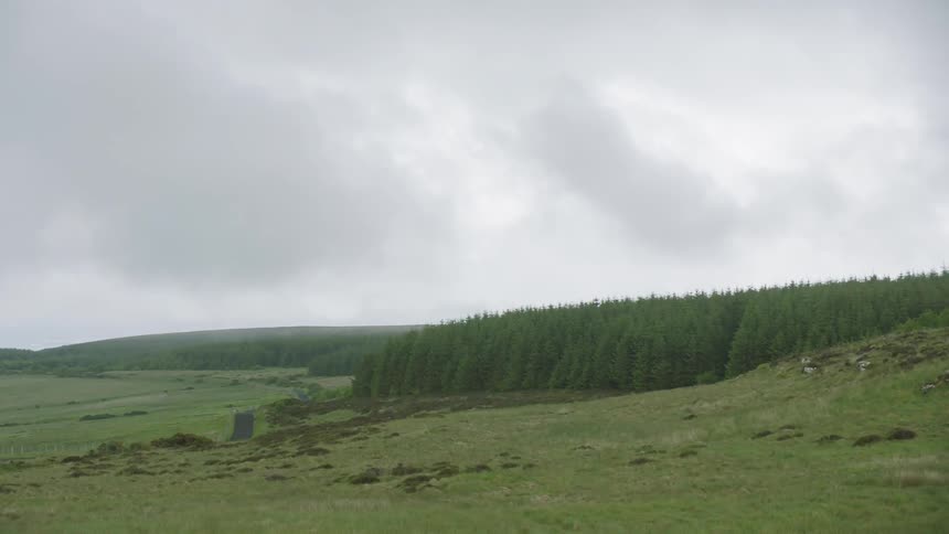 Landscape of a forest and grassy area