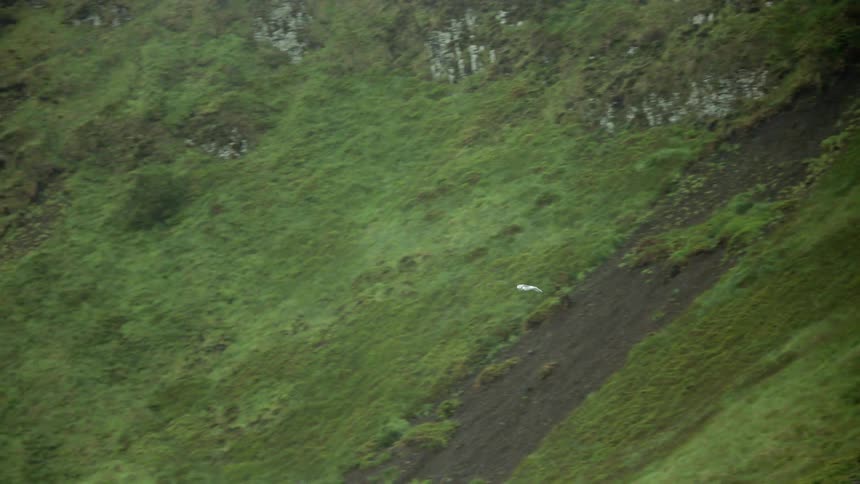 A bird flies over the hillside