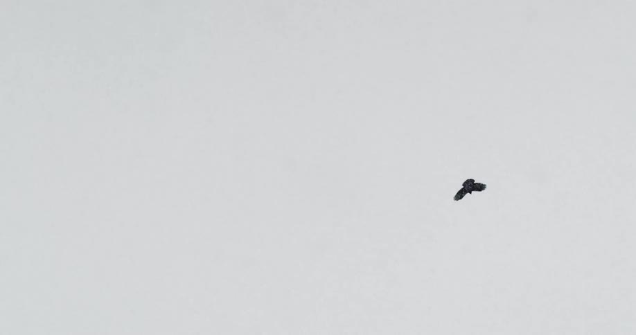 Hawk flies up in the air while it snows
