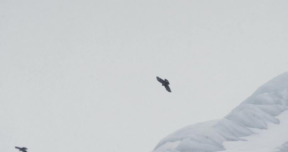 Hawks fly up in the air while it snows