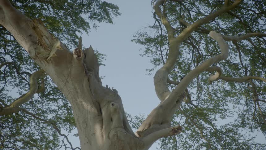 A bird takes flight from a large tree and lands on a branch