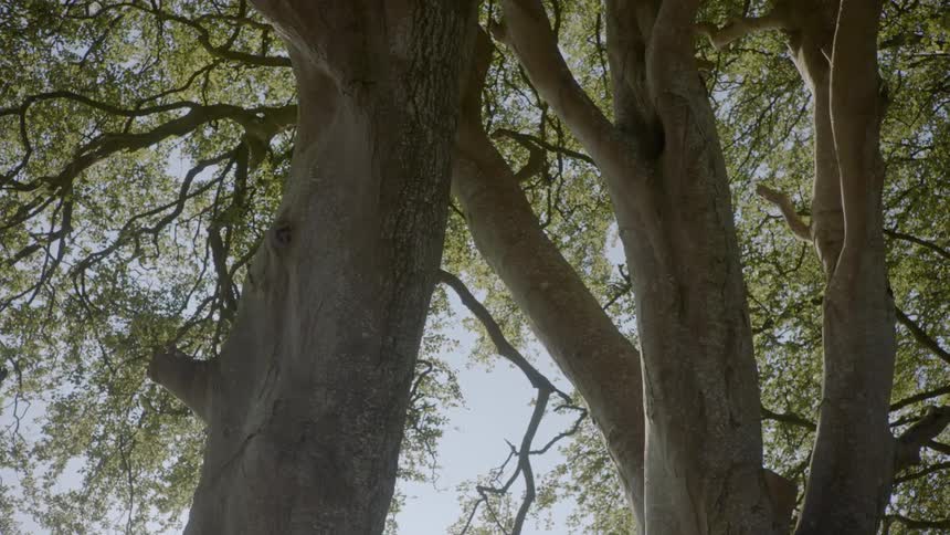 Sun shines through tall leafy trees