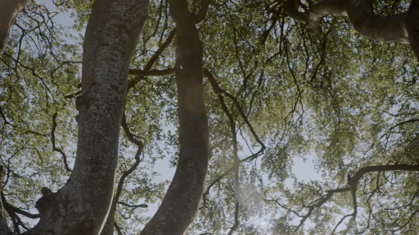 Sun shines through tall trees